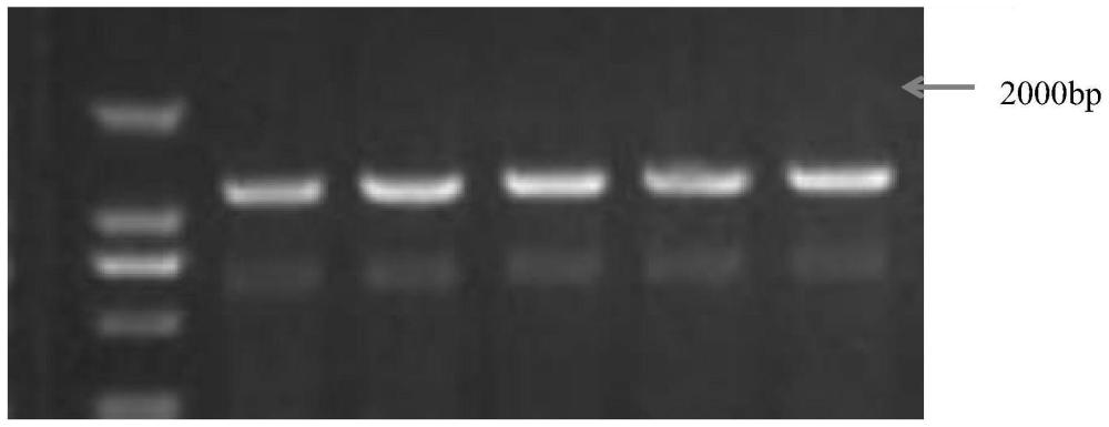 丝瓜LaCAD基因、蛋白、重组载体、遗传转化方法及其应用