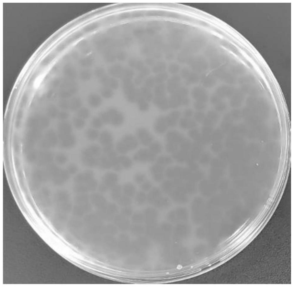 一种青枯雷尔氏菌噬菌体及包含该噬菌体的复合制剂的制作方法