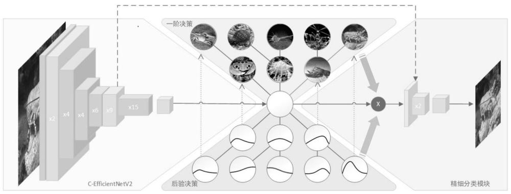 基于多阶层的海洋生物分类方法