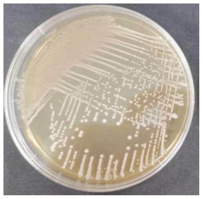 一株用于发酵鱼肉的乳酸片球菌的制作方法