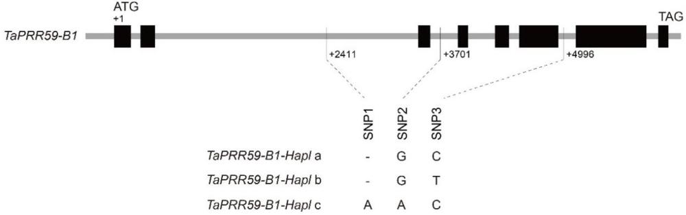 小麦生物节律钟基因TaPRR59-B1的分子标记及其应用