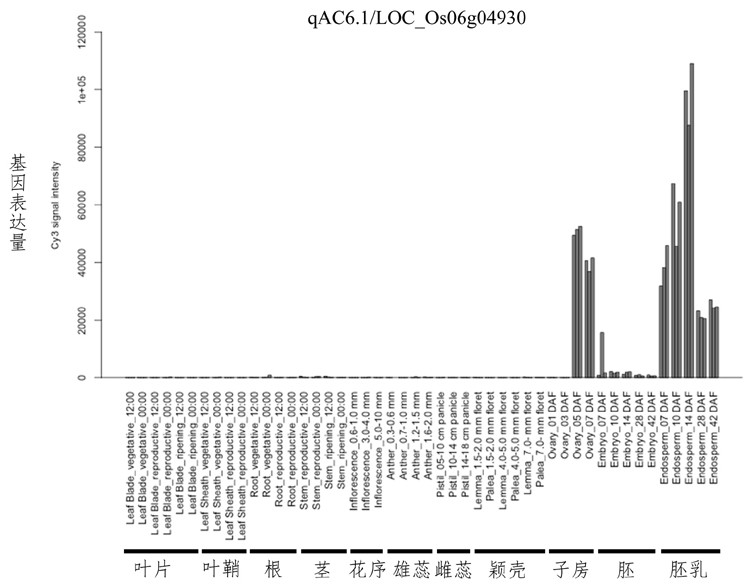 一种调控稻米直链淀粉含量的基因qAC及利用基因qAC改良直链淀粉含量的方法