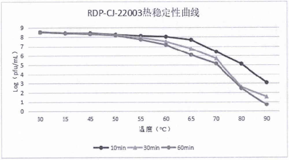 一种热稳定性高的空肠弯曲杆菌噬菌体及其应用的制作方法