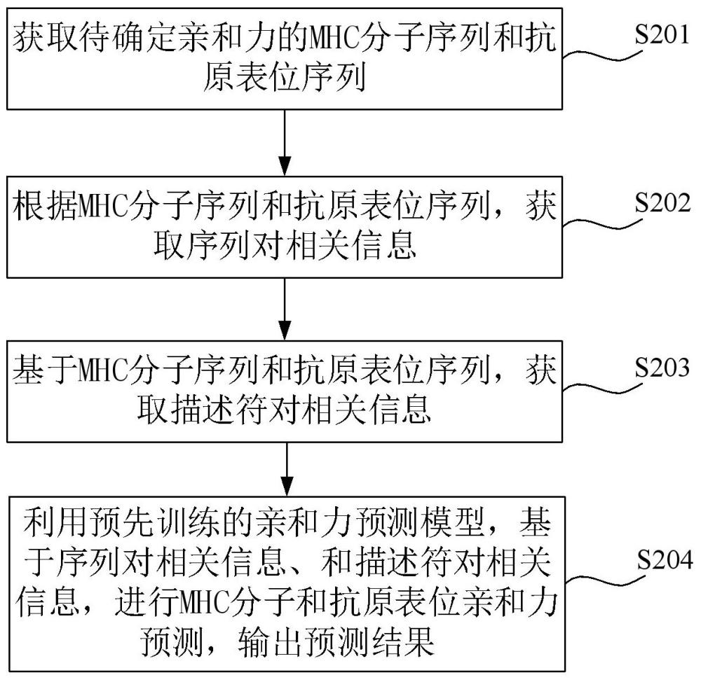 MHC分子和抗原表位亲和力确定方法、模型训练方法及装置与流程