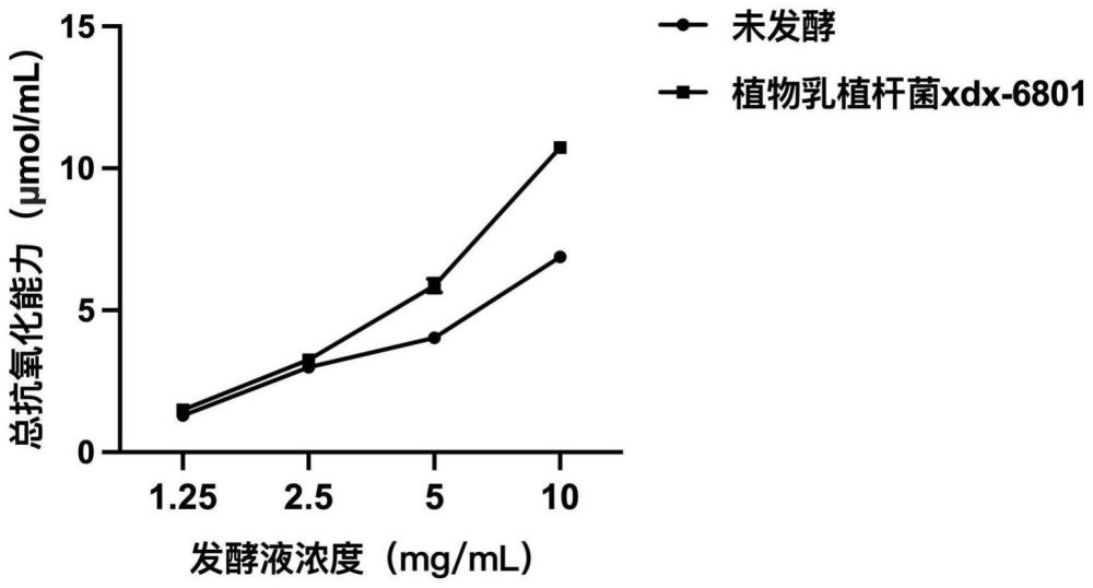 一株能够提高发酵芦根的活性成分及抗氧化能力的植物乳植杆菌、方法和应用