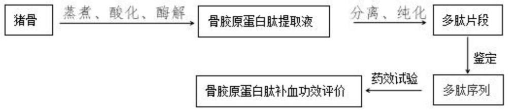 一种具有提升血红蛋白含量功能的骨肽及制备方法与应用与流程