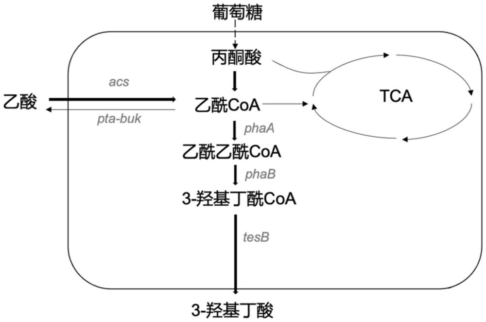 一种生产3-羟基丁酸的菌株及其构建方法和应用