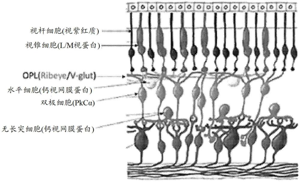 RETGC基因疗法的制作方法