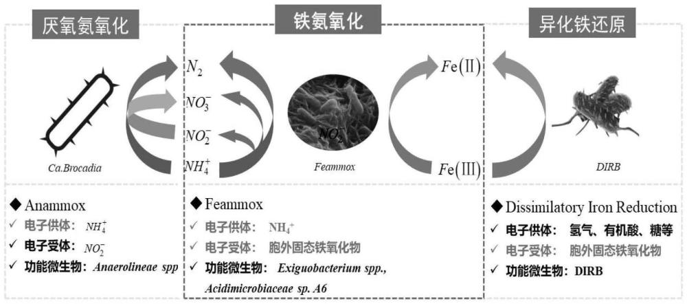 一种富集铁氨氧化功能菌群的方法及其应用