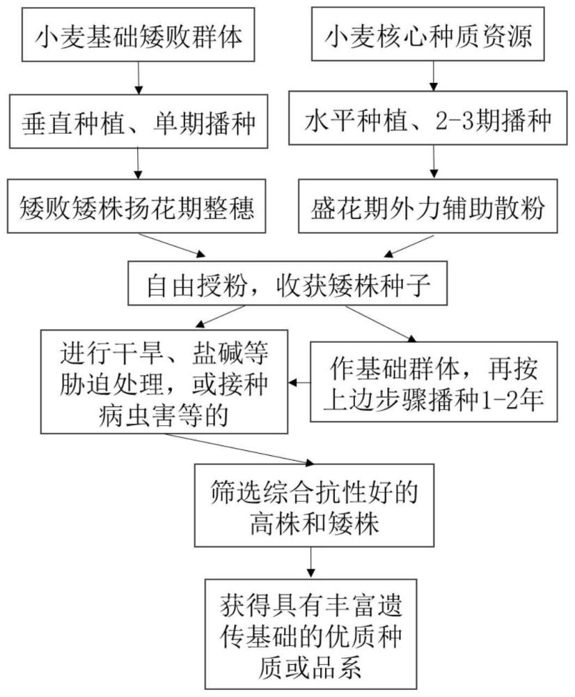 一种拓宽矮败小麦遗传基础选育优异种质的方法