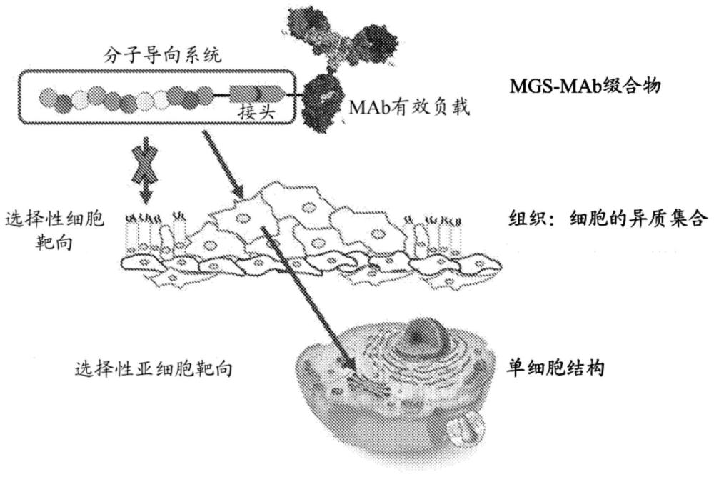 分子导向系统肽及其用途的制作方法