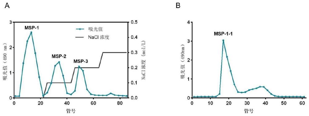 一种六妹羊肚菌多糖、提取方法及其应用