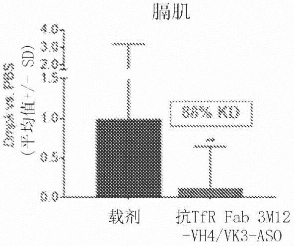 肌肉靶向复合物及其用于治疗弗里德赖希共济失调的用途的制作方法