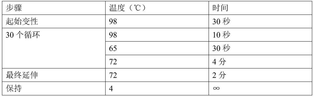 一种靶向骨骼肌的重组腺相关病毒及其应用的制作方法