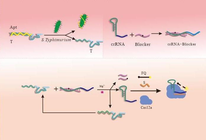 DNAzyme激活的CRISPR/Cas12a系統(tǒng)用于沙門氏菌的檢測