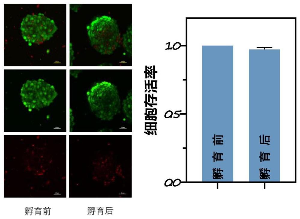 一种间充质细胞3D球的玻璃化冻存方法