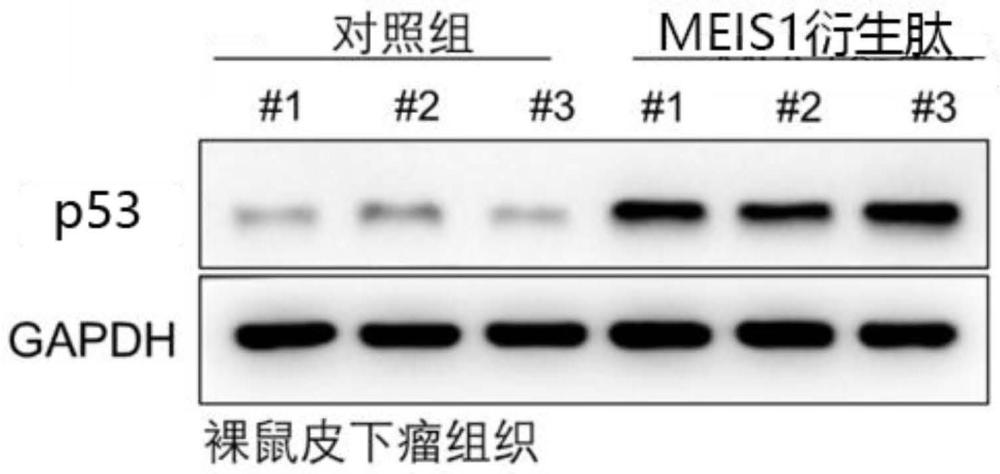 一种MEIS1蛋白及其衍生肽在制备用于提高细胞中p53蛋白含量的产品中的应用