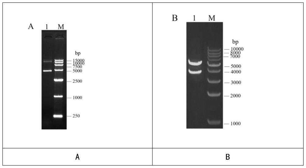 基于PLGA纳米粒的SARS-CoV-2DNA疫苗及其应用