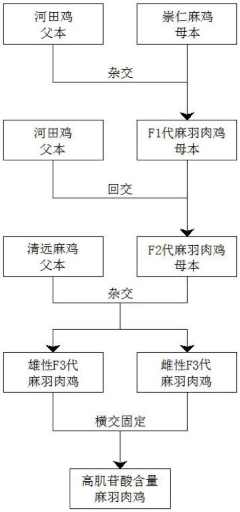 一种高肌苷酸含量麻羽肉鸡的育种方法与流程