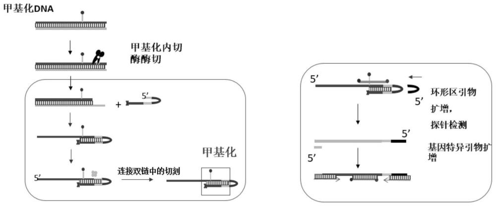 一种茎环结构介导的用于检测核酸特定位点的方法及其应用与流程