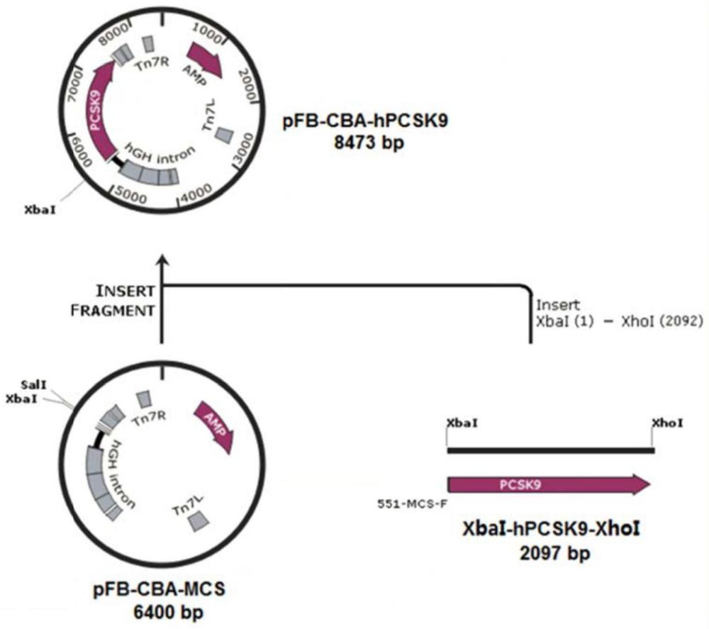 PCSK9基因重组AAV载体、高脂血症动物模型的构建方法和应用