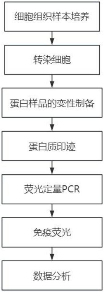 一种胶质母细胞瘤迁移增殖机制的研究方法