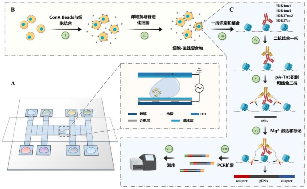 一种基于数字微流控技术的全自动细胞DNA与蛋白质相互作用分析方法