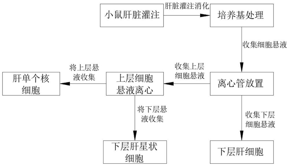 一种小鼠肝脏逆行灌注消化法同步分离多种原代细胞的方法