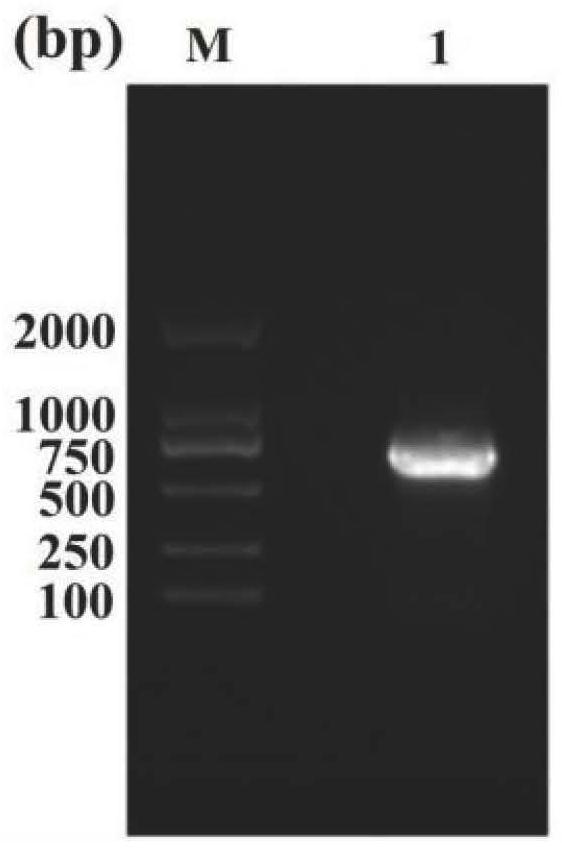 过表达细菌素合成调控基因plnC及其重组植物乳植杆菌的构建方法和应用