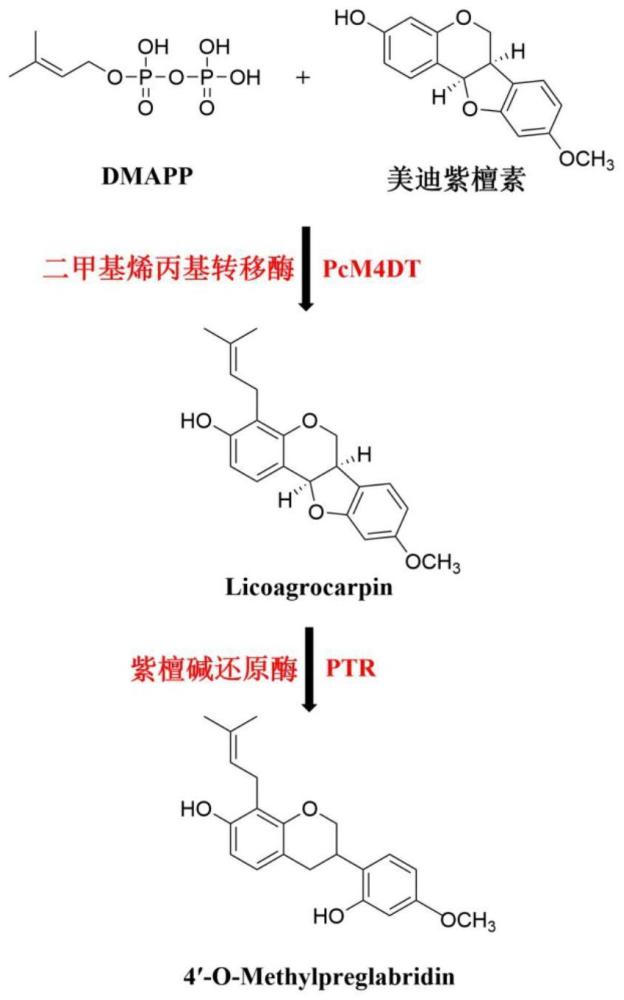 一种光甘草定前体4′-O-Methylpreglabridin的生物合成方法