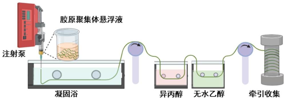 一种用于生物医用材料的以介观尺度聚集体为结构单元的胶原纤维及其制备方法