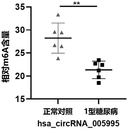 环状RNA及其m6A甲基化修饰的应用