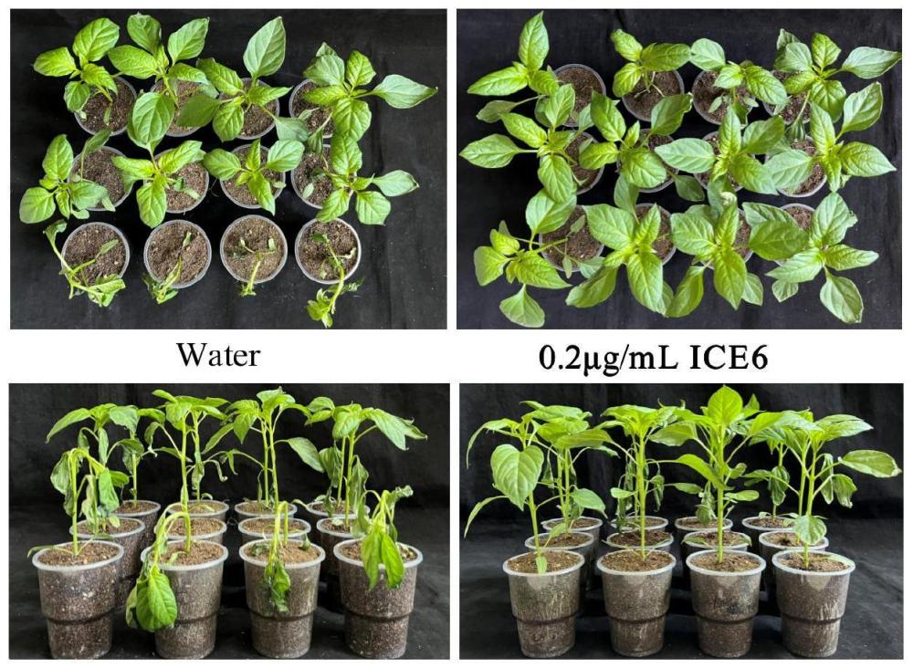 二氢卟吩铁在油料、蔬菜作物抗低温中的应用及抗低温方法