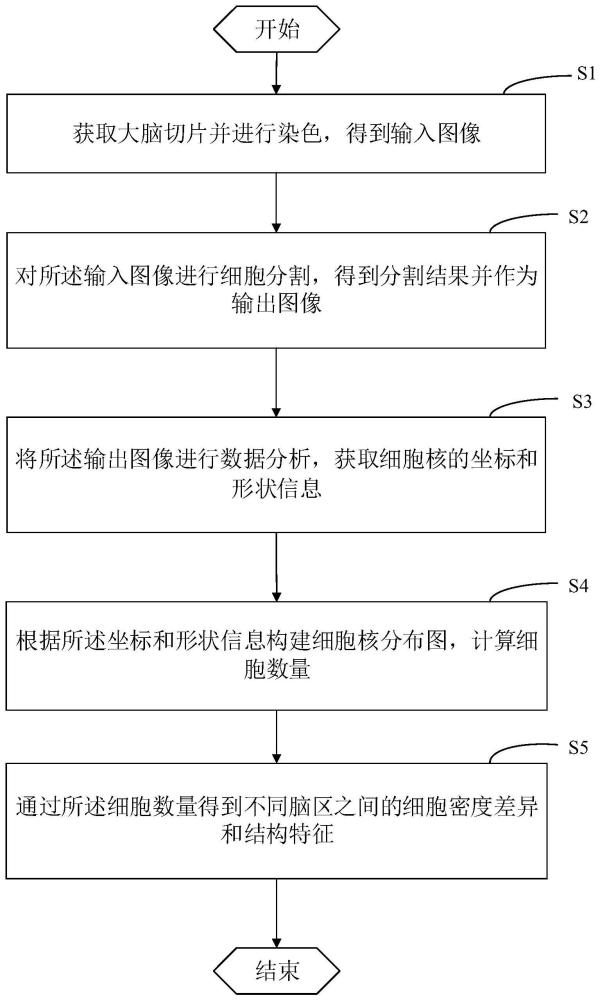 一种基于显微成像的全脑细胞计数方法及系统与流程