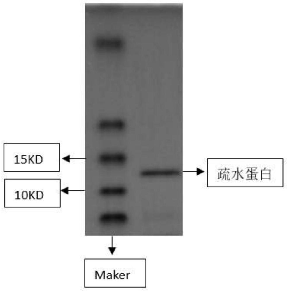 一种植物组织疏水蛋白提取试剂盒及植物组织疏水蛋白的提取方法与流程