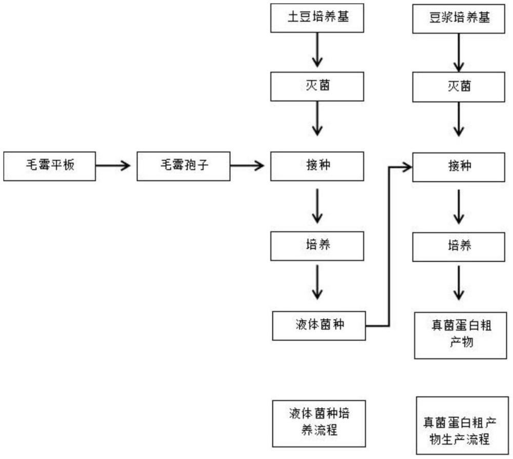 一种真菌蛋白肉生产用毛霉菌种的制备方法及真菌蛋白肉与流程