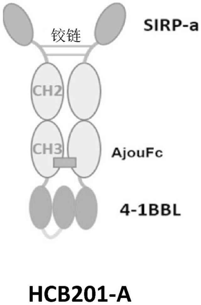 靶向CD47/4-1BB的蛋白质复合物和其使用方法与流程