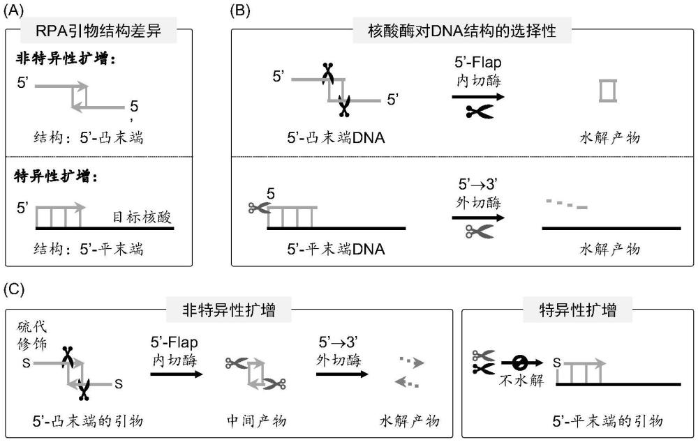核酸酶在抑制核酸扩增中非特异性扩增的用途