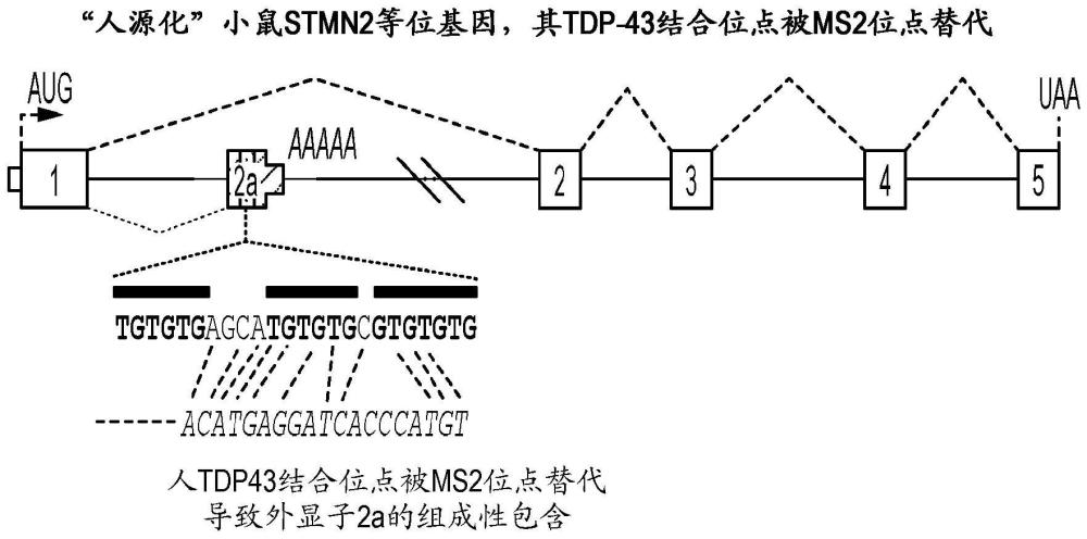 与具有破坏的TDP-43结合位点的人源化STATHMIN2小鼠模型相关的方法和组合物与流程