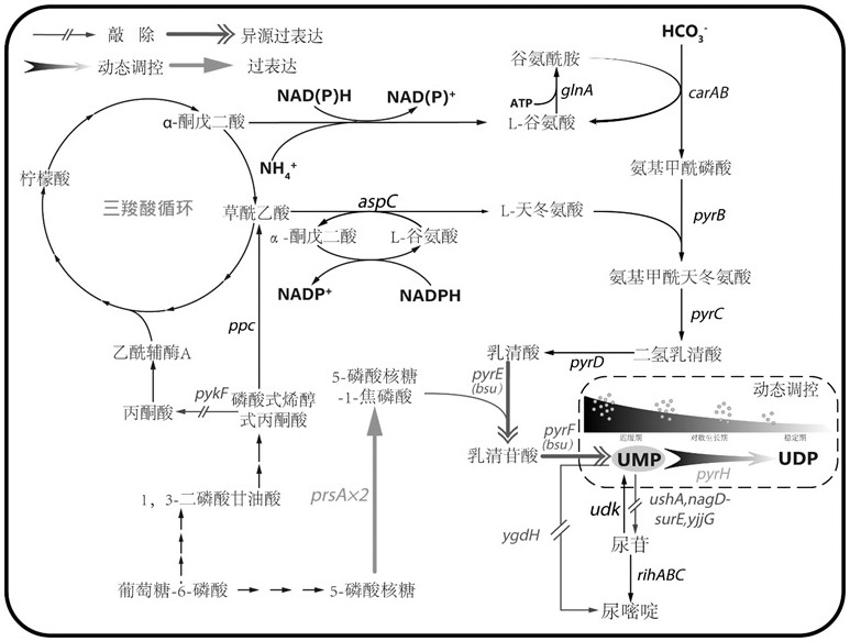 一种尿嘧啶核苷酸生产菌株及其定向改造方法与应用