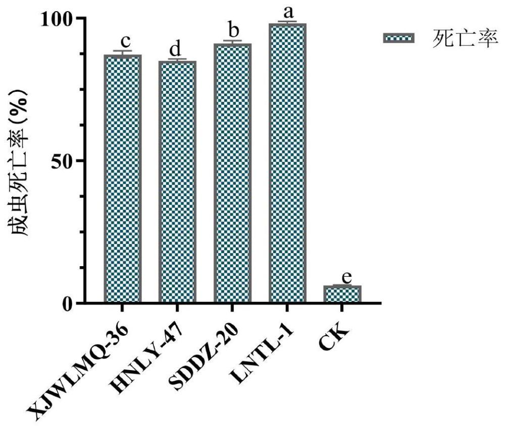 球孢白僵菌LNTL-1及其在生物防治中的应用的制作方法