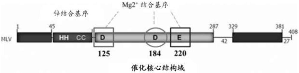 用于治疗剂或疫苗递送的组合物及方法与流程