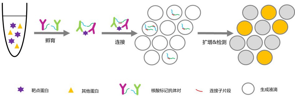 一种基于邻位连接的用于检测低丰度生物标志物蛋白定量的单分子检测分析方法与流程