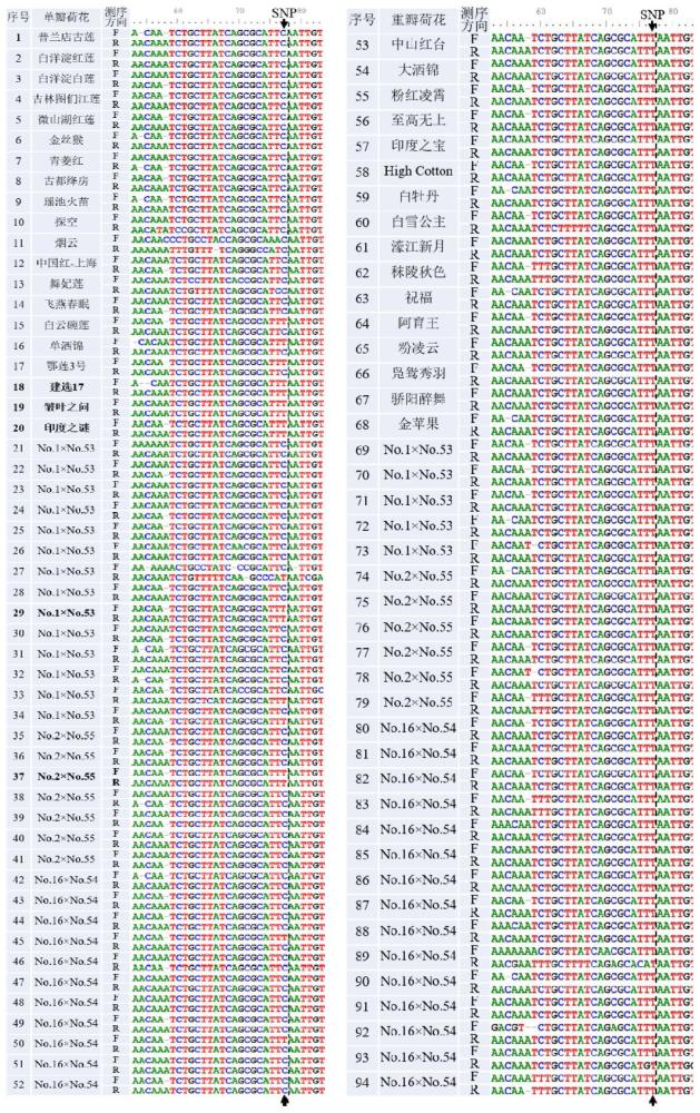 一种苗期快速鉴定亚洲莲杂交莲子花朵为单瓣、重瓣的分子标记及其应用的制作方法