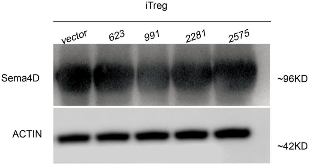 一种敲减Sema4D基因的iTreg细胞的构建方法及应用与流程