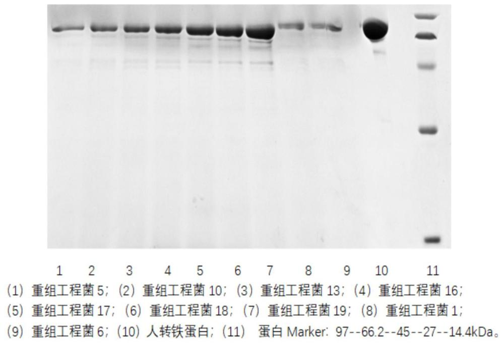 一种用于制备转铁蛋白的工程菌及其应用的制作方法