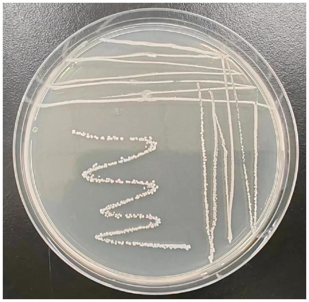 一种乳酸片球菌菌株及其在制备食醋中的应用