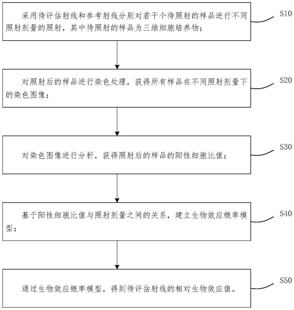 一种放疗射线的相对生物效应的评估方法