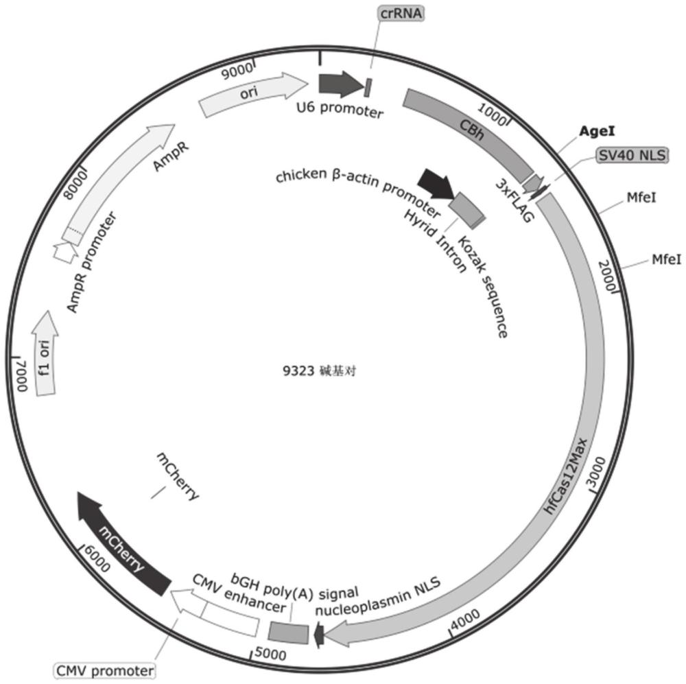 一種融合核酸外切酶的CRISPR/Cas12i基因編輯衍生系統(tǒng)及其應(yīng)用