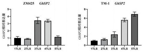 棉花GhSP2基因及其編碼蛋白在調(diào)控植物開花中的應(yīng)用